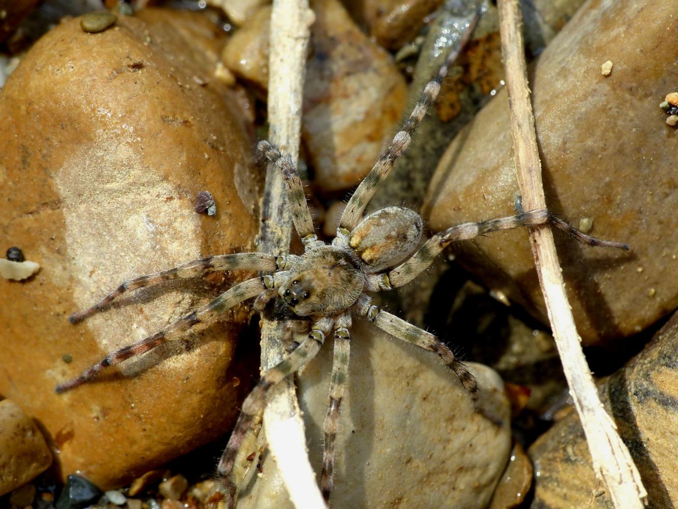 Arctosa similis - Tolfa (RM)
